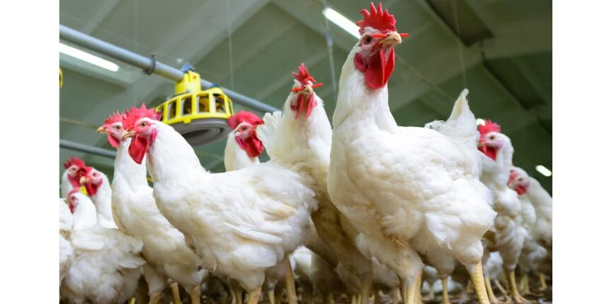 Farmers’ Kraal with guest Hanks Saisai – Winter season and poultry diseases