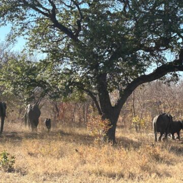 Human-wildlife conflict claims four in Zambezi